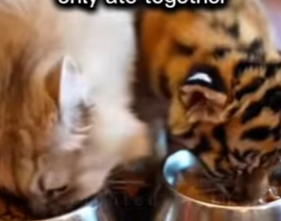 pulled him snow then they came him (Part 2)