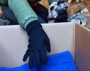 Z0602002 couldn believe it when it happend rip wolf (Part 2)