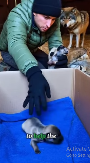 Z0602002 couldn believe it when it happend rip wolf (Part 2)