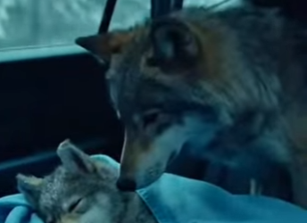 Z0302016 saved wolf pup freezing in lake (Part 2)