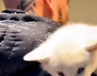 Z0602004 black wolf appeared at my doorstep what happend to her (Part 2)