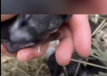 C0602004 Is Tiniest Baby Bunny In World (Part 2)