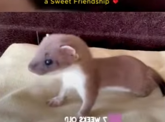 C0602005 Man Rescues Lost Baby Stoat Fosters Sweet Friendship (Part 2)