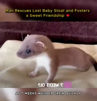 C0602005 Man Rescues Lost Baby Stoat Fosters Sweet Friendship (Part 2)