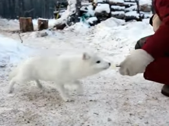C0602006 Two Fishermen Make Friends An Arctic Fox! (Part 2)