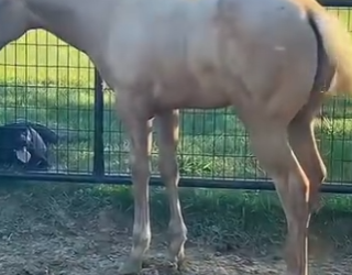 L0702007 man walking horse on his back (Parte 2)