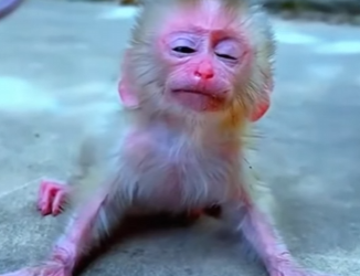 L0702005 little monkey who was rejected by his mother (Parte 2)