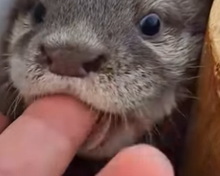 L0702006 Otter treats little boy as his own mother (Parte 2)