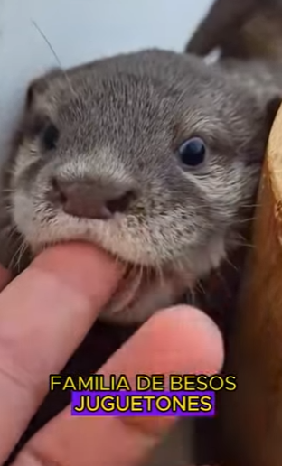 L0702006 Otter treats little boy as his own mother (Parte 2)