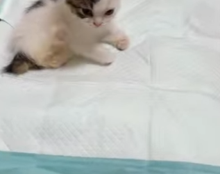 L0702002 Cats will never be able to lick their own feet again (Parte 2)