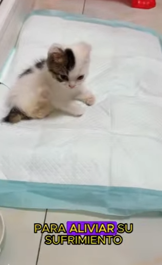 L0702002 Cats will never be able to lick their own feet again (Parte 2)