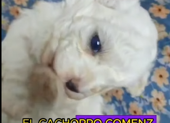 L0702003 El rescate ofrecio refugio (Parte 2)