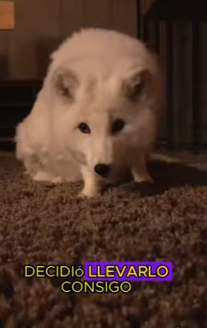 L0702004 Picked up white fox in forest (Parte 2)