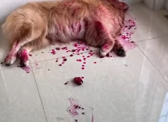 L0702001 Golden Retriever pretends to be dead by eating dragon fruit (Parte 2)