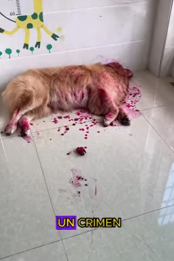 L0702001 Golden Retriever pretends to be dead by eating dragon fruit (Parte 2)