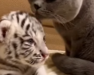 F0602006 save tiny white tiger (Part 2)