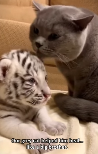 F0602006 save tiny white tiger (Part 2)