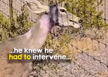 I0602008 Amazing rescue (Part 2)