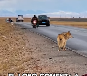 A0902002 Un lobo viejo fue expulsado de la manada debido a su avanzada edad (Parte 2)
