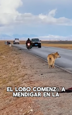 A0902002 Un lobo viejo fue expulsado de la manada debido a su avanzada edad (Parte 2)