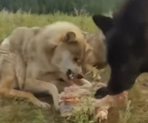 A0902010 Redención de dos lobos (Parte 2)