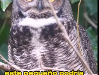 A0902012 Feed an Owl Twice Congratulations, You Just Adopted Feathered Assas (Parte 2)