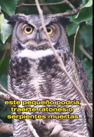 A0902012 Feed an Owl Twice Congratulations, You Just Adopted Feathered Assas (Parte 2)