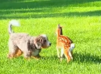 A0902006 ¿Cómo llegó Fawn aquí? (Parte 2)