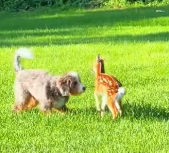 A0902006 ¿Cómo llegó Fawn aquí? (Parte 2)