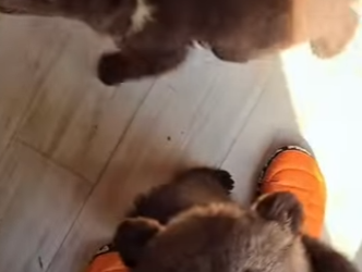 A0902005 ¡Qué dos pobres oseznos! (Parte 2)