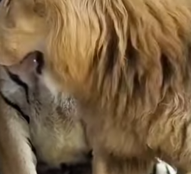 A0902007 Una historia de amor en el zoológico te hará creer en las almas gemelas (Parte 2)