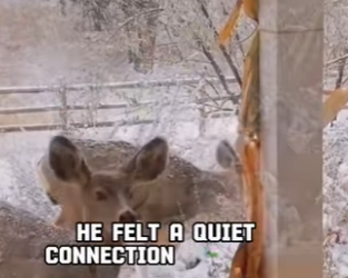 A0902001 Los ciervos pueden encontrar comida en la nieve (Parte 2)