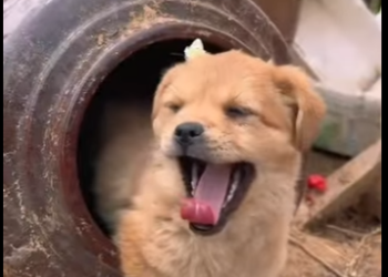 A0902009 Un cachorro perdió a su madre y eligió a un cerdo como familia (Parte 2)