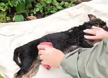 M1102012 Por comer un pescado, mi dueño me metió en una bolsa me lanzó al (Parte 2)