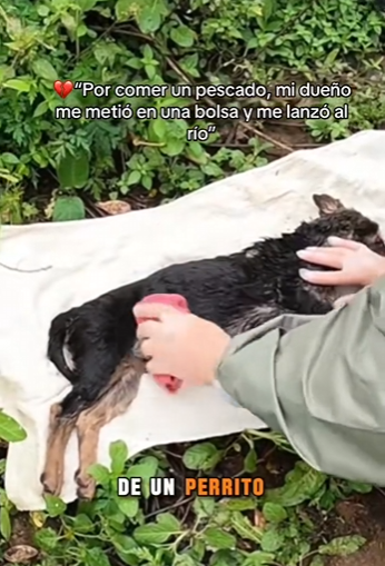 M1102012 Por comer un pescado, mi dueño me metió en una bolsa me lanzó al (Parte 2)