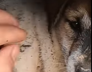 M1102008 Mi hogar era la soledad de un árbol seco (Parte 2)