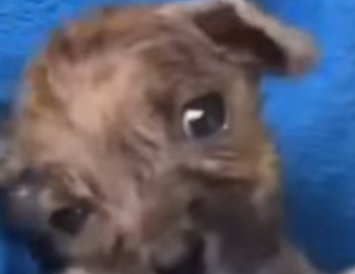 M1102002 Mis ojos solo conocían lágrimas el cachorro que nadie quiso (Parte 2)