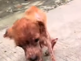 M1102001 Rafiqui el perrito que se arrastraba para no morir (Parte 2)