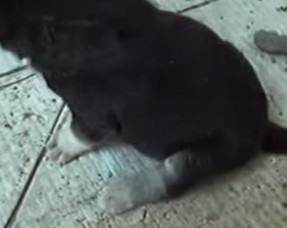 M1102007 Pedazos de paredes caían sobre mamá nosotros solo podíamos llor (Parte 2)