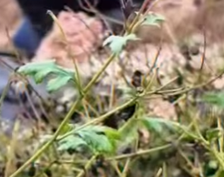 M1102004 El llanto que nadie escuchó hasta que llegó la esperanza (Parte 2)