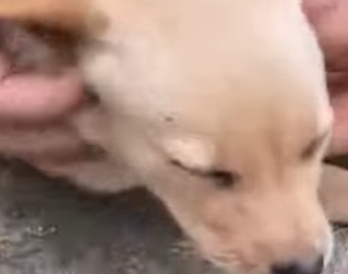 M1102010 Era solo un cachorro congelándose cuando alguien decidió detenerse (Parte 2)