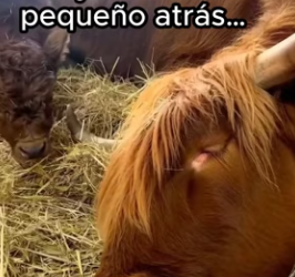 O1002009 Ahora tengo dos mejores amigos (Parte 2)