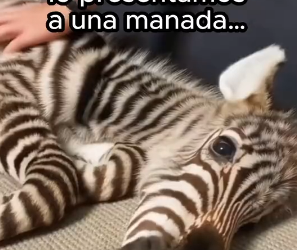 O1002012 Esto es amor (Parte 2)