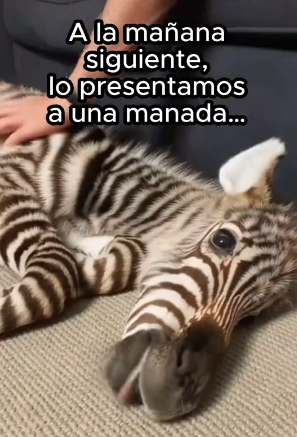 O1002012 Esto es amor (Parte 2)