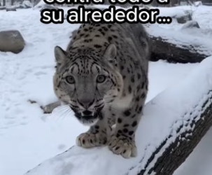 O1002013 Su pobre corazón (Parte 2)