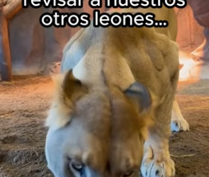 O1002016 Espero haber hecho lo correcto (Parte 2)