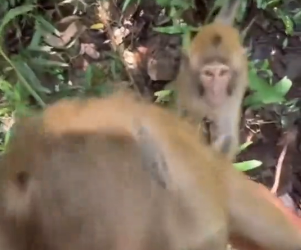 O1002017 Los animales les importa (Parte 2)