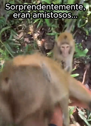 O1002017 Los animales les importa (Parte 2)