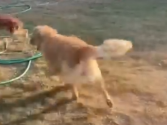 O1002006 Mi Perro Rescató Este Pequeño Ciervo (Parte 2)