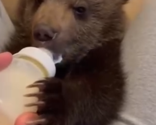 O1002001 Este Oso Se Convirtió En Mi Mascota (Parte 2)